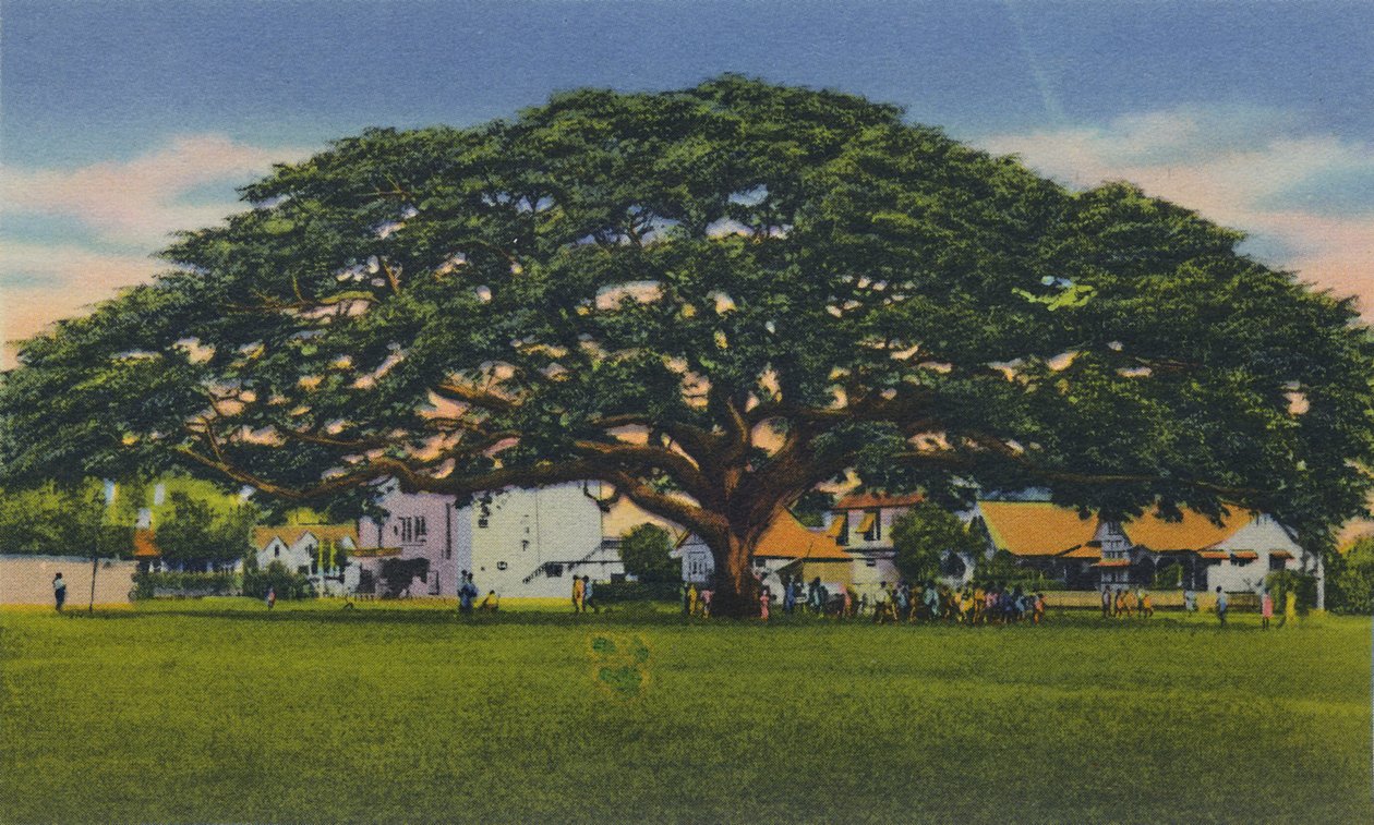 Spreading Samoan Tree, Trinidad, B.W.I., c1940