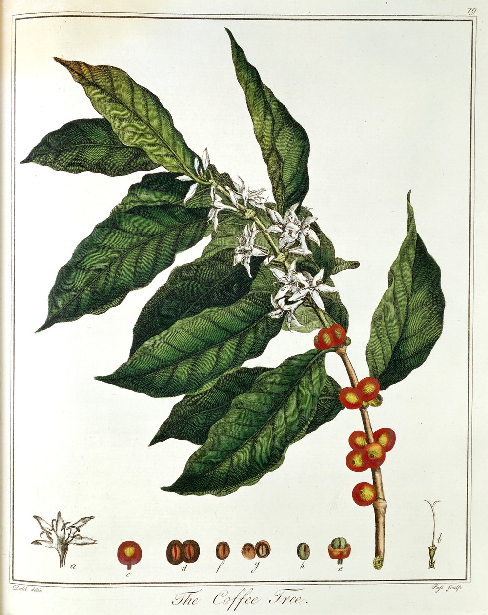 Kvist kaffe Coffea arabica viser blomster og bønner, 1798 af Unbekannt