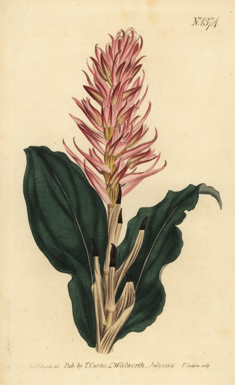 Stenorrhynchos speciosum orkidé (rødblomstret neottia, Neottia speciosa) af Unbekannt