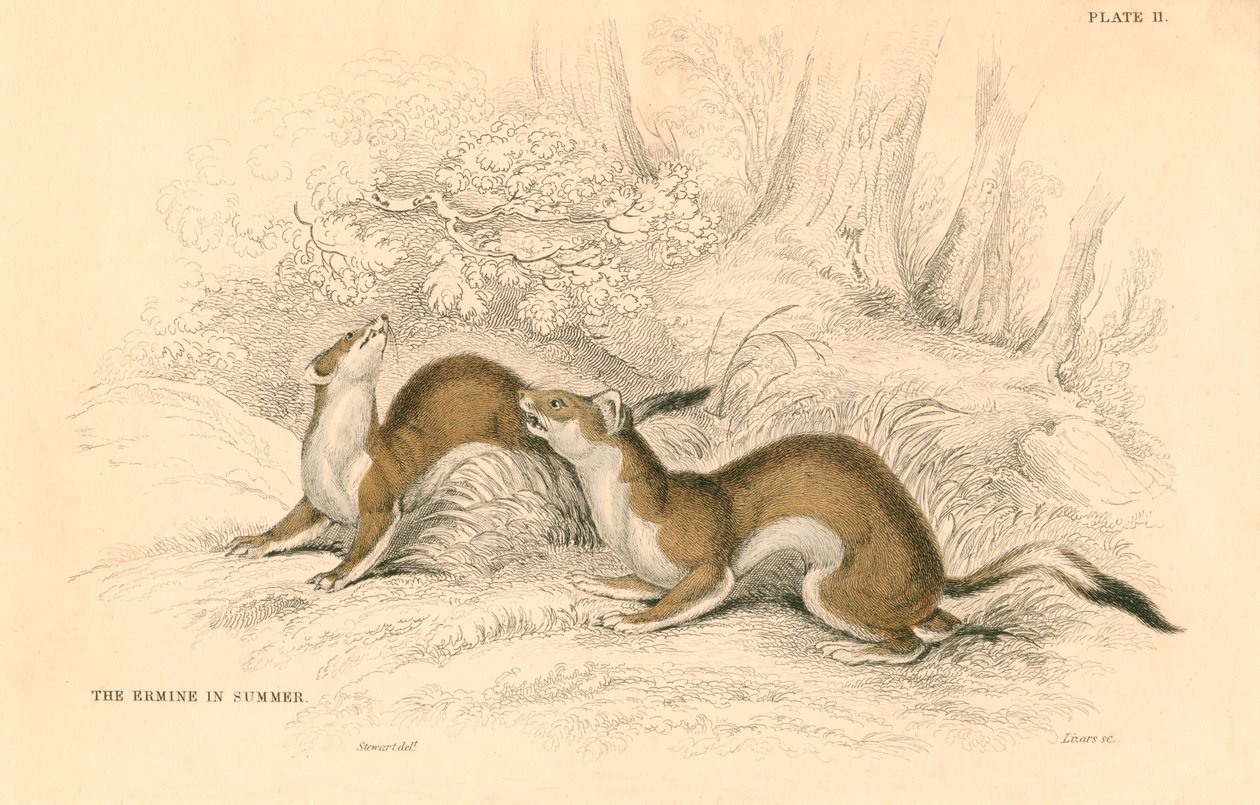 Stoat Mustela erminea, medlem af væselfamilien, 1828 af Unbekannt