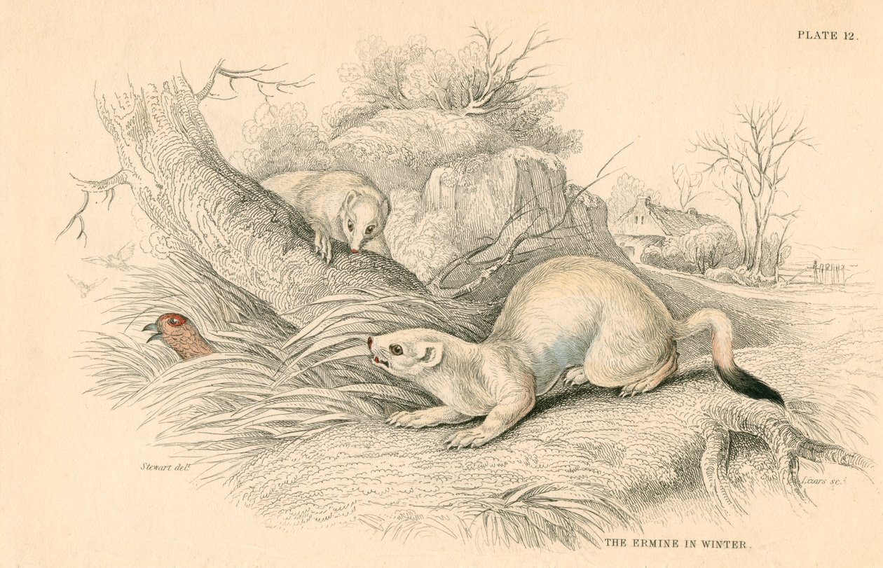 Stoat Mustela erminea, medlem af væselfamilien, 1828 af Unbekannt