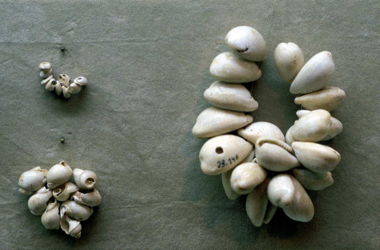 Strenge af Cowrie-skaller af Unbekannt