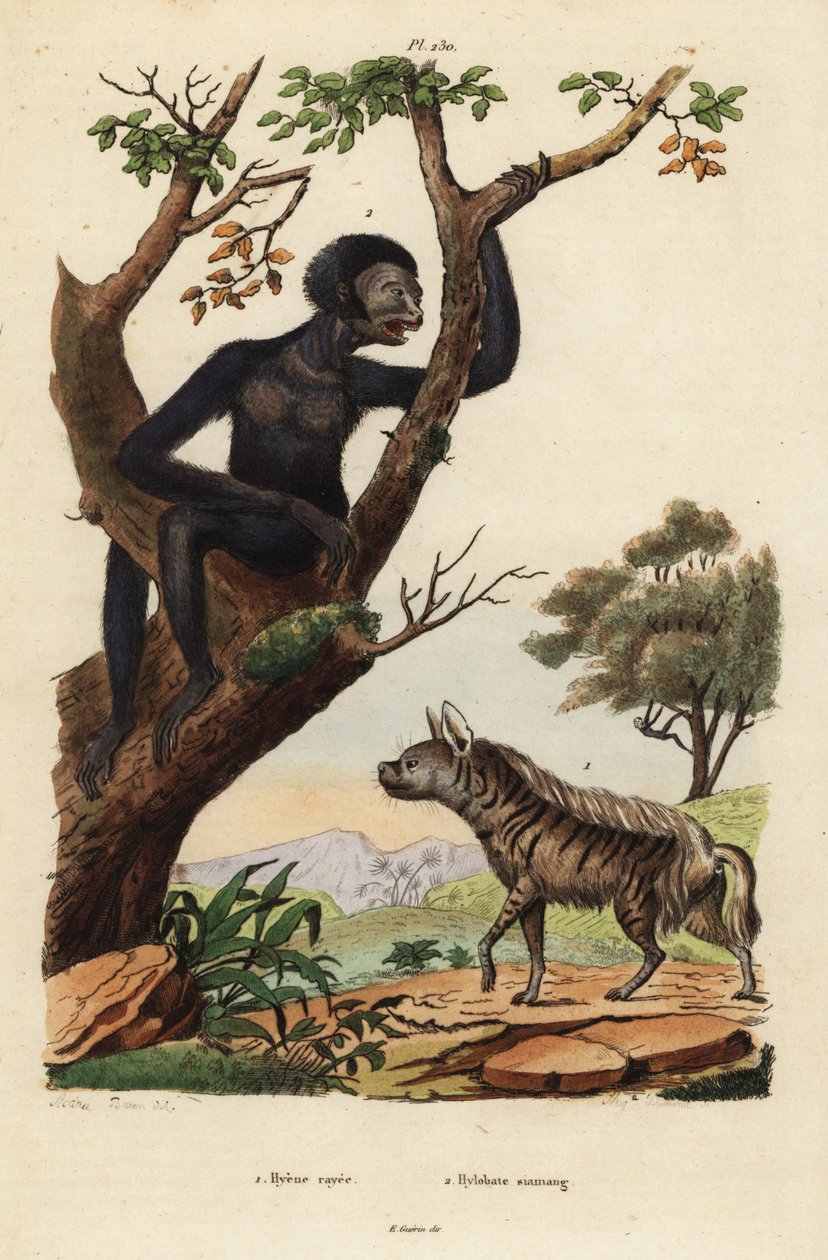 Stribet hyæne, Hyaena hyaena 1 og siamang, Symphalangus syndactylus, truet 2 af Unbekannt