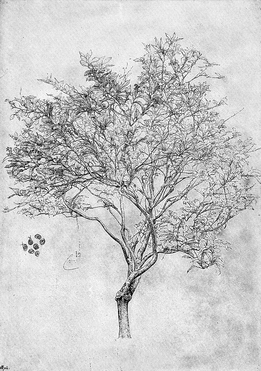 Studie af et citrontræ, 1899 af Unbekannt