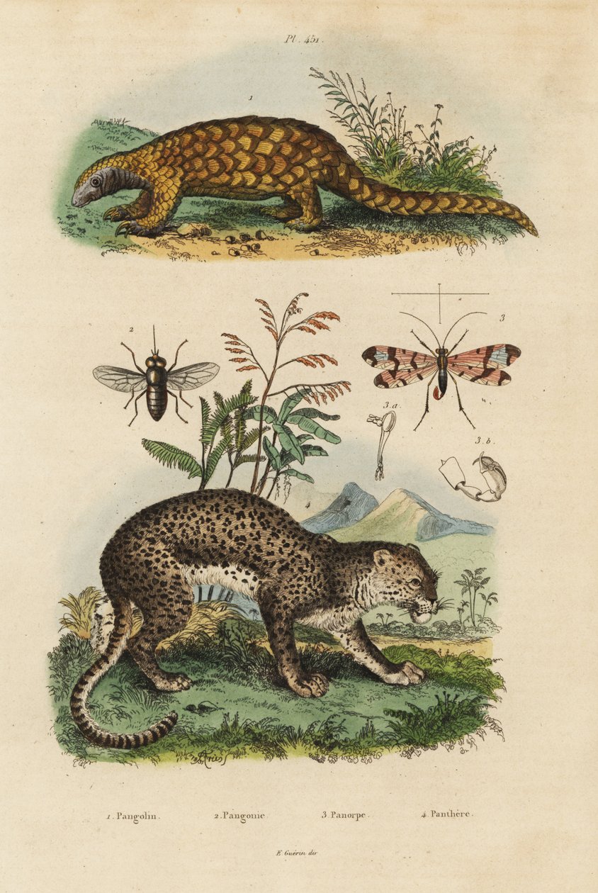 Sunda pangolin, Manis javanica, kritisk truet 1, leopard, Panthera pardus 4, hesteflue, Tabanus rostratus 3, skorpionflue, Panorpa communis 3 af Unbekannt