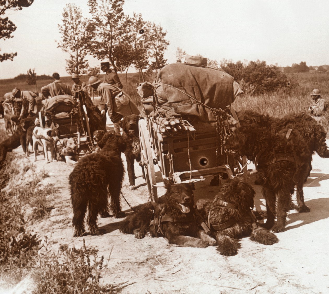 Forsyningshunde, c1914-c1918 af Unbekannt