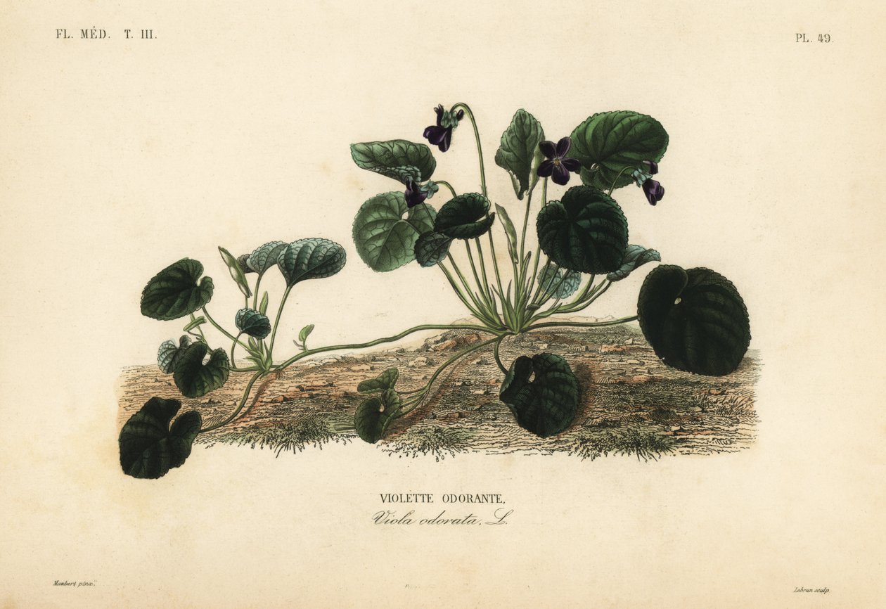 Sød viol eller haveviol, Viola odorata, Sød viol af Unbekannt