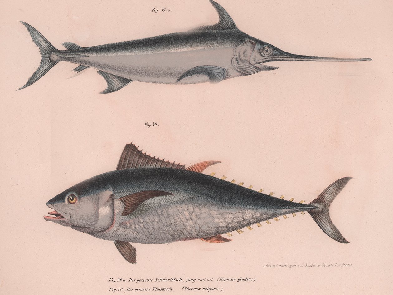 Sværdfisk Xiphias sværd, Thinnus bulgaris, ca. 1850