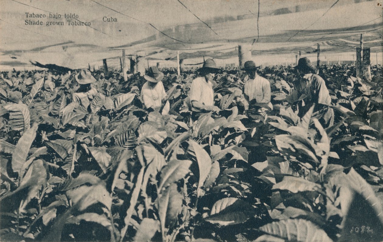 Tobak under markise. Skyggedyrket tobak - Cuba, c1900 af Unbekannt
