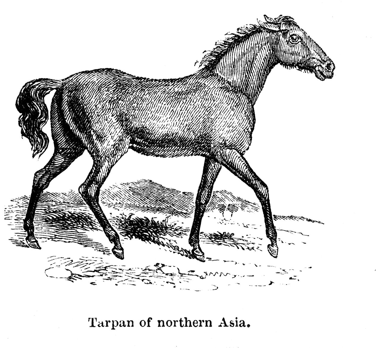 Tarpan, 1850 af Unbekannt