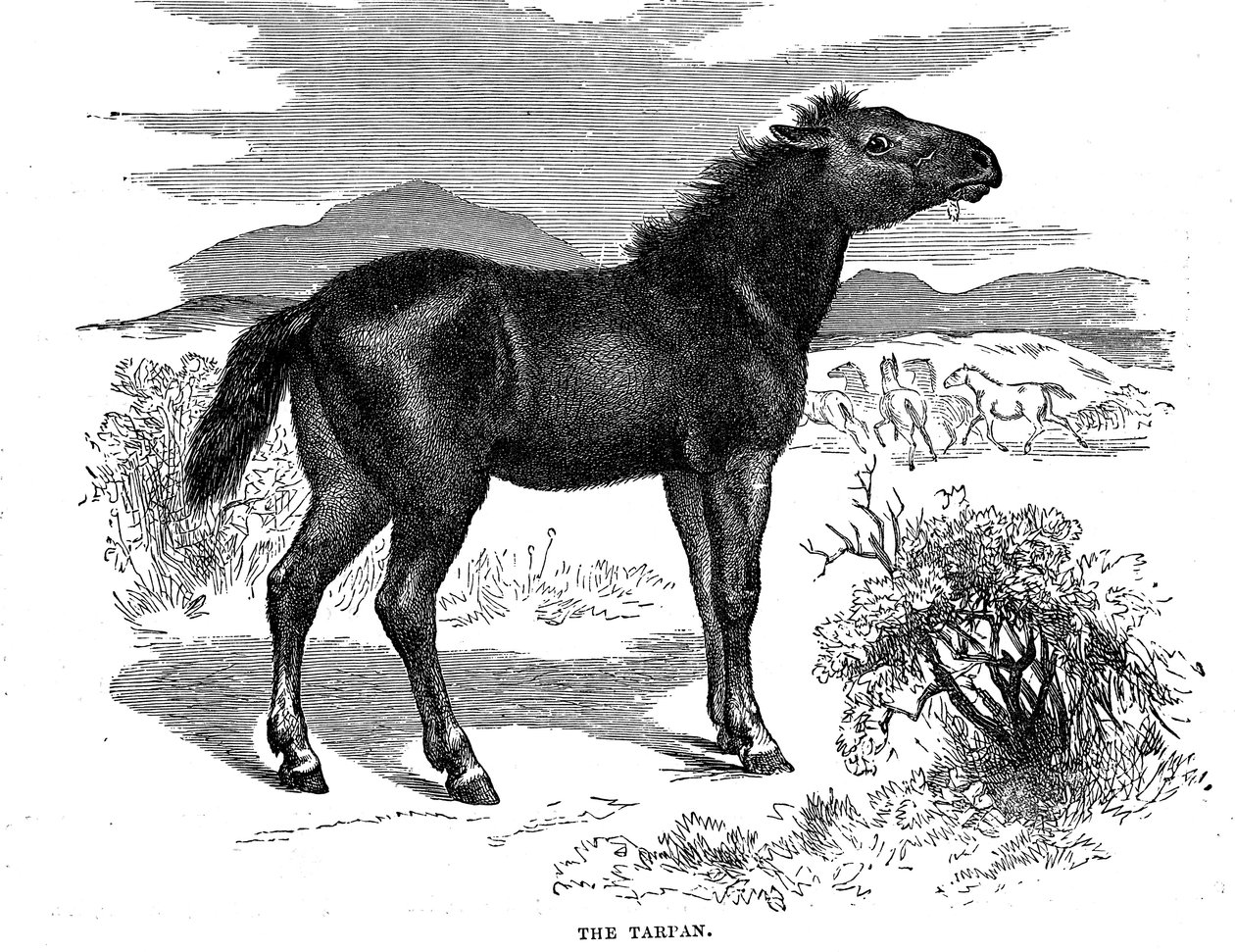 Tarpan, 1884 af Unbekannt