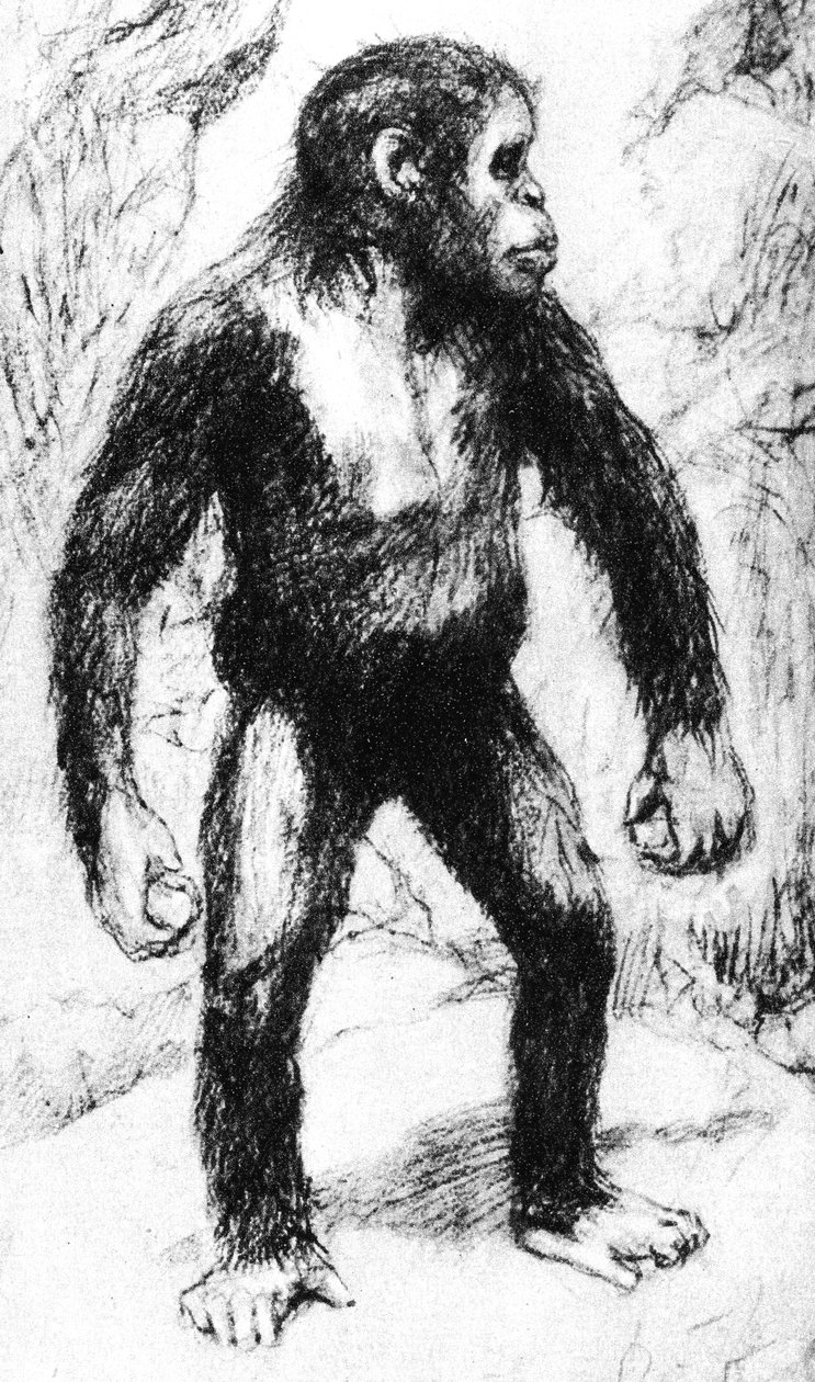 Taungs Ape-Man af Unbekannt
