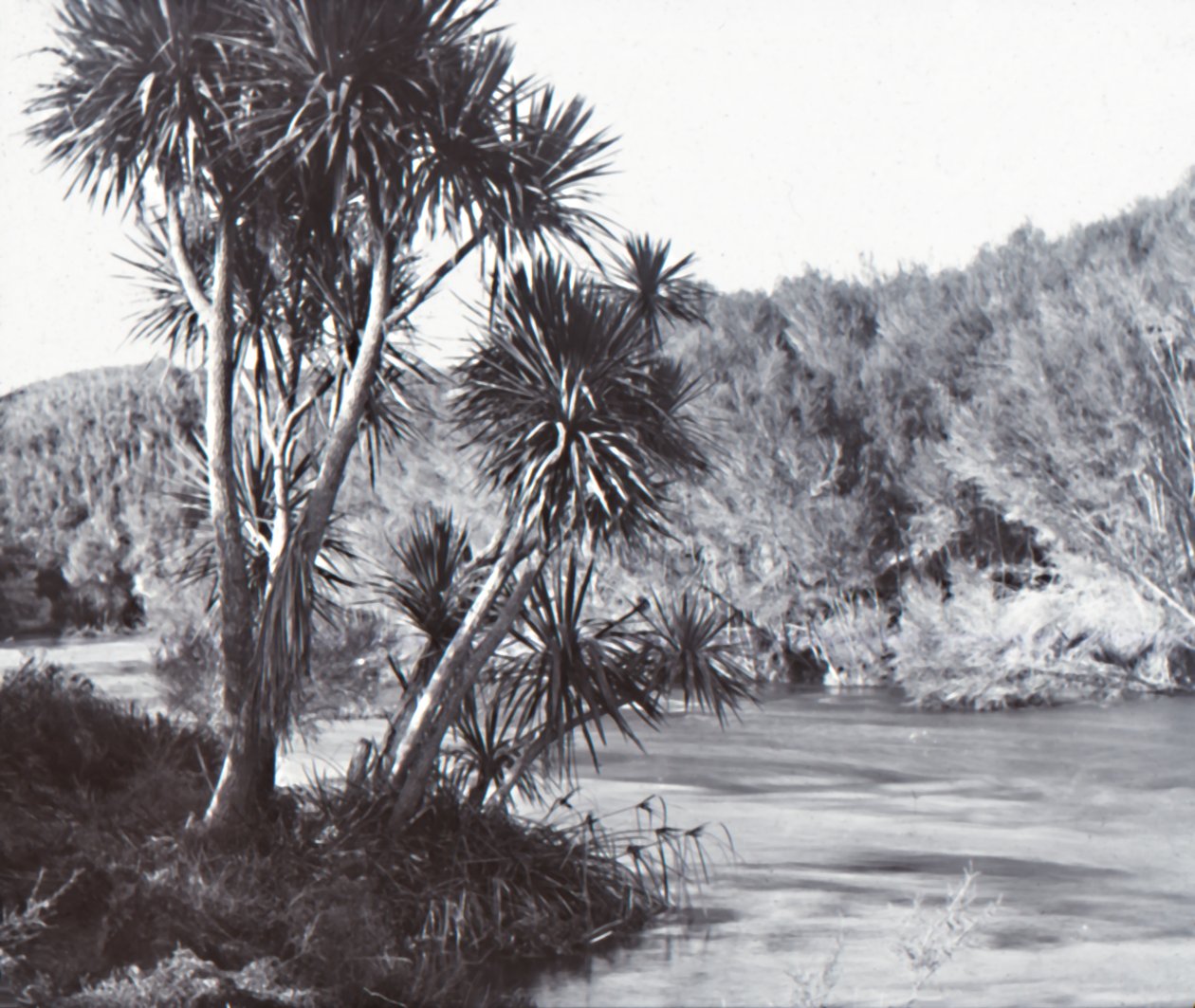 Te Waihou River, Okoroire, slutningen af det 19.-begyndelsen af det 20. århundrede. af Unbekannt