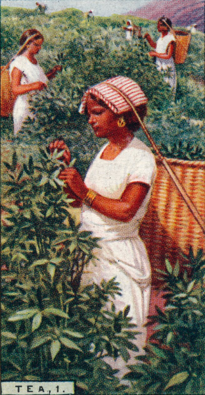 Tea, 1. - Plukke bladene, Ceylon, 1928 af Unbekannt