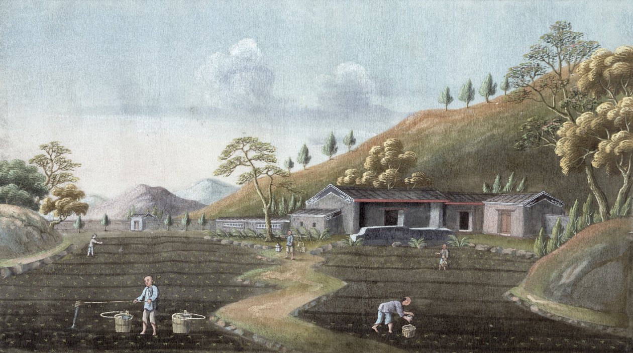 Teplantning, Kina, 1800-tallet af Unbekannt