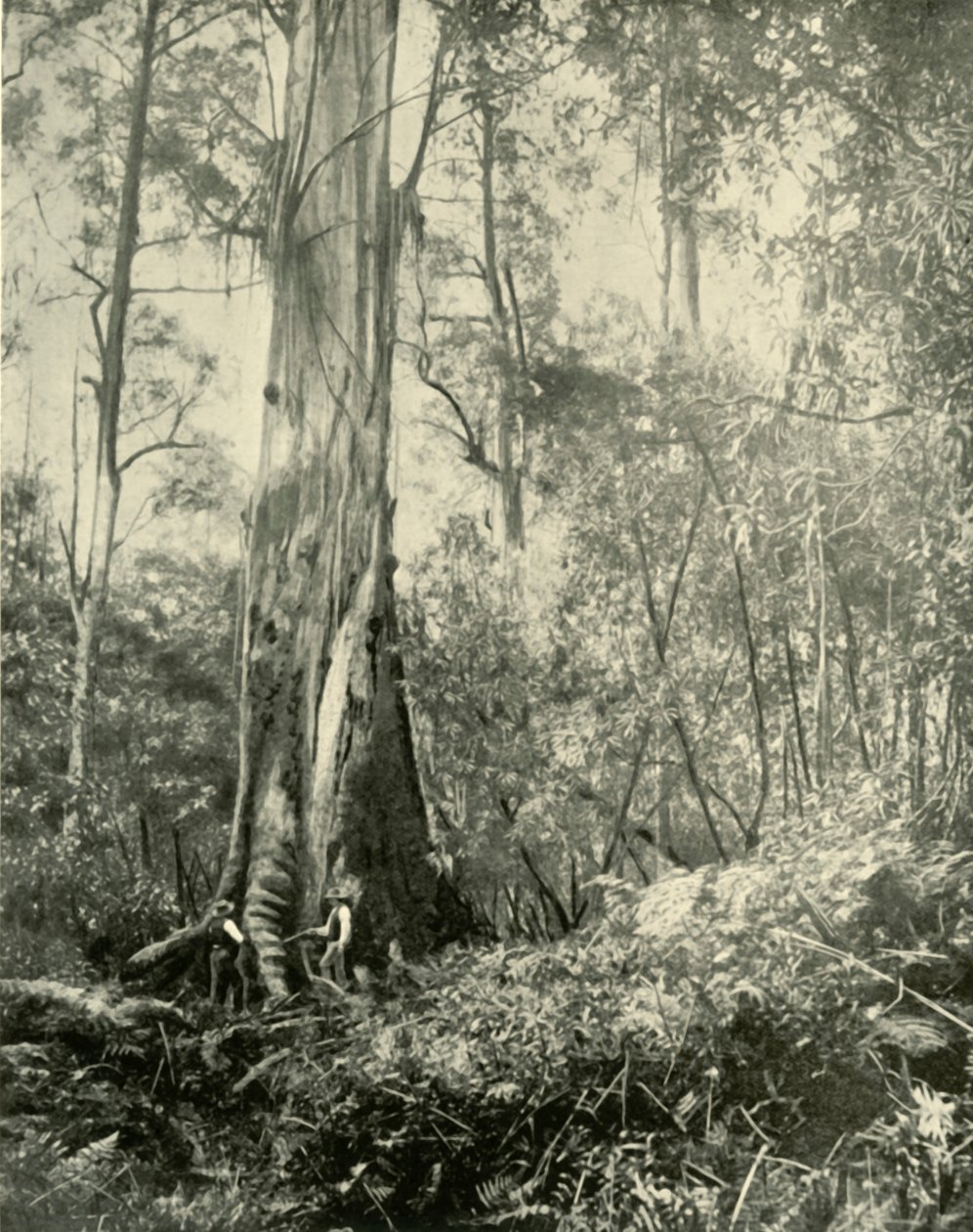 Baronen, et kendt højt træ, 1901. af Unbekannt