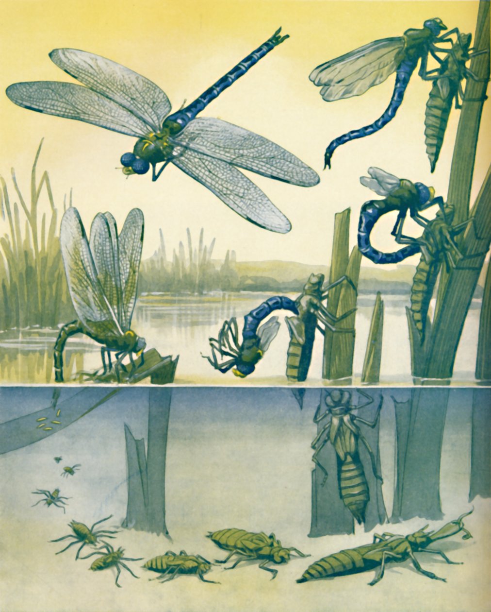 The Beautiful Dragonflys Life Story, 1935 af Unbekannt