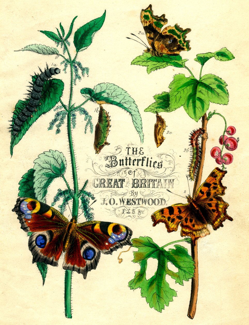 Sommerfuglene i Storbritannien, c1855 af Unbekannt
