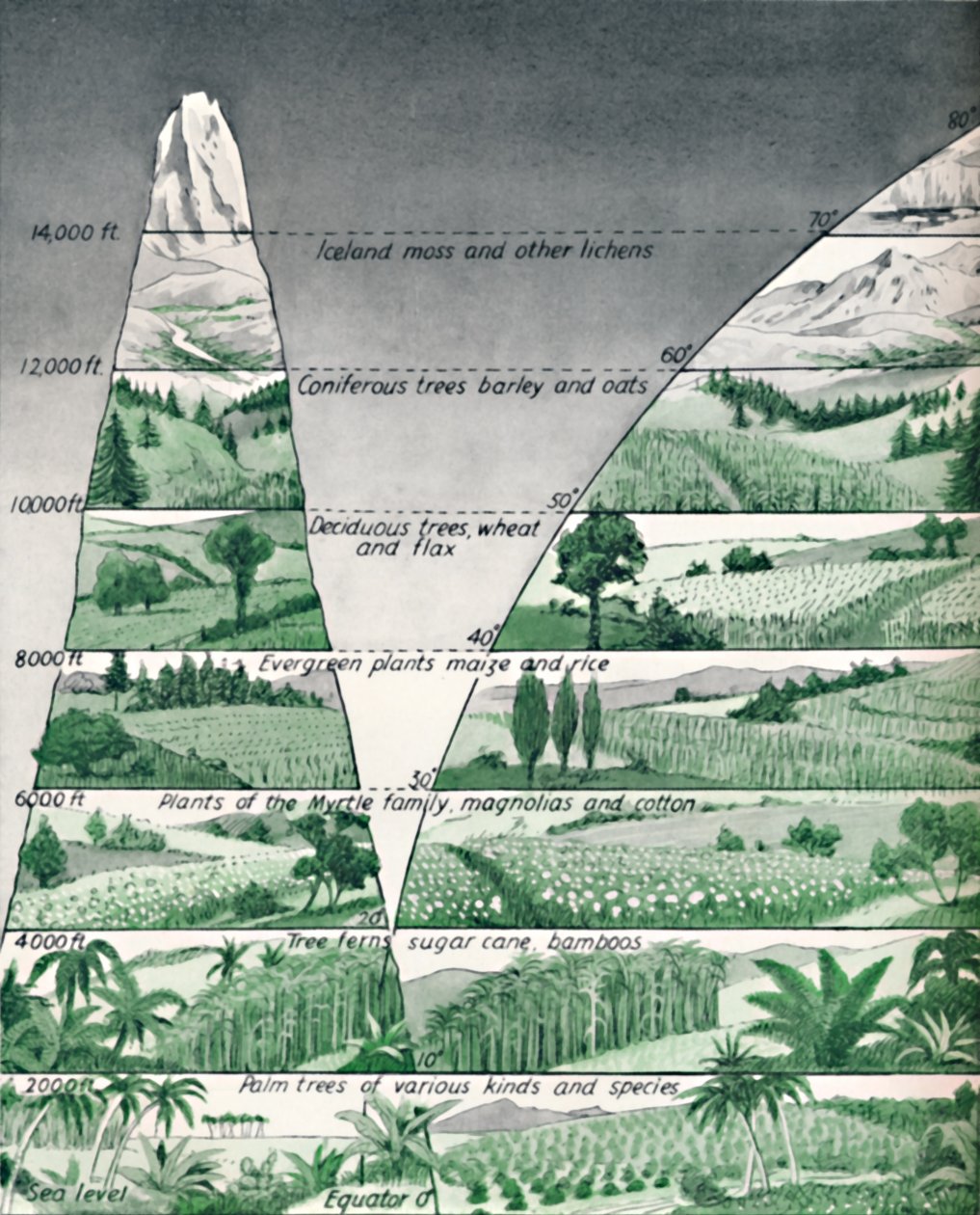 The Different Zones of Vegetation, 1935 af Unbekannt