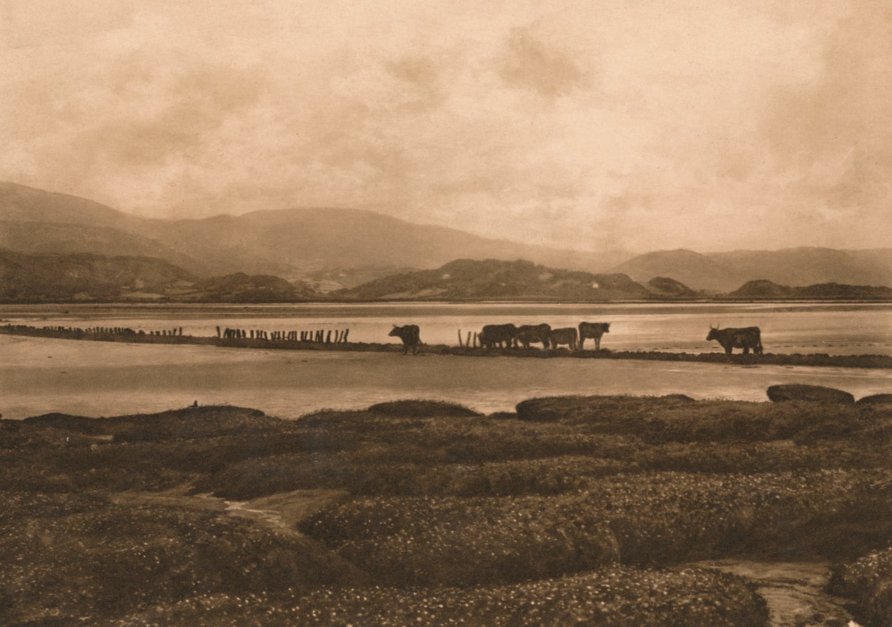 Duen ved Ynyslas, 1902 af Unbekannt
