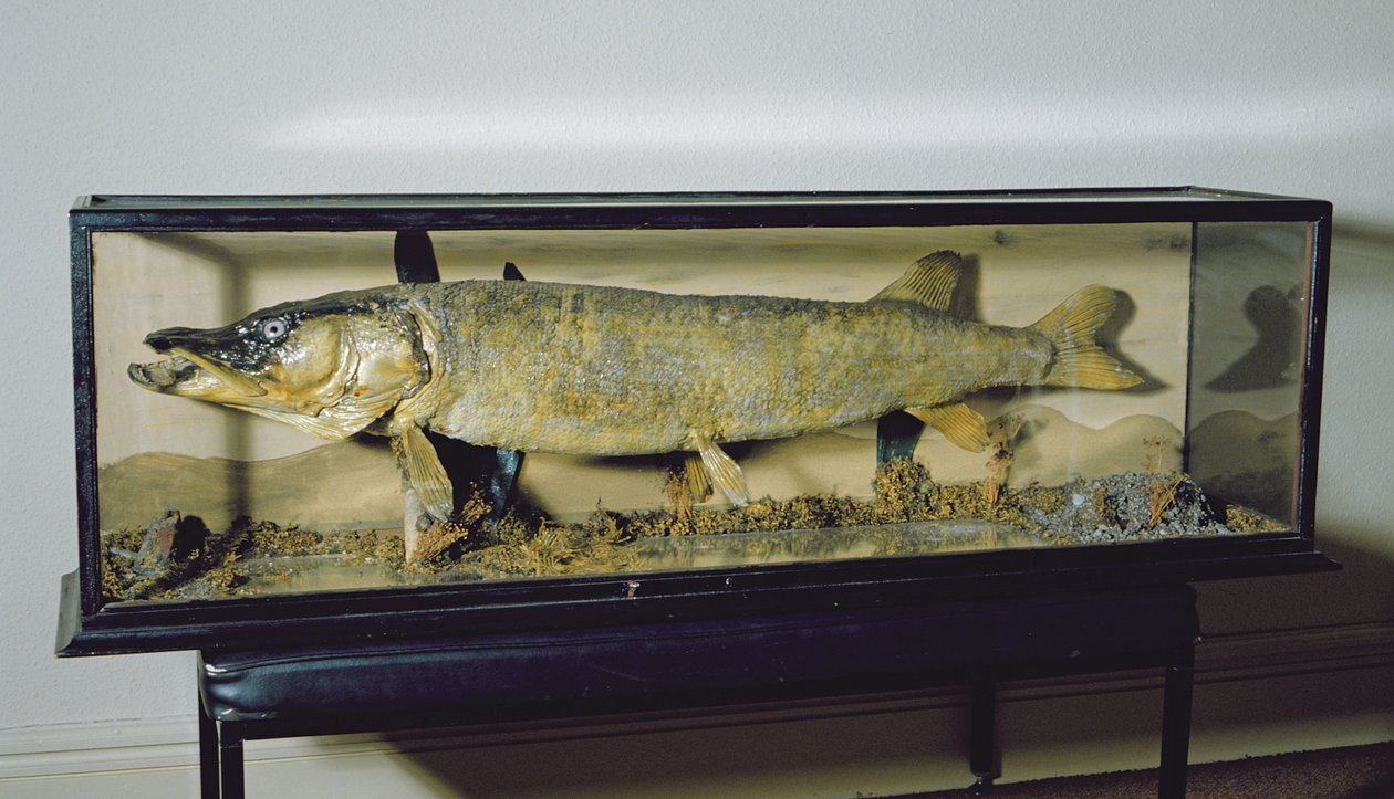 Dowdeswell Pike, længde 135 cm af Unbekannt