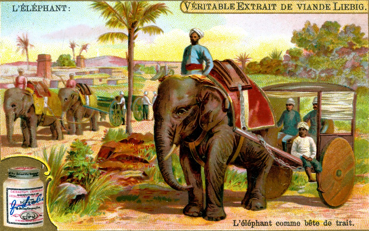 Elefanten som trækdyr, ca. 1900 af Unbekannt