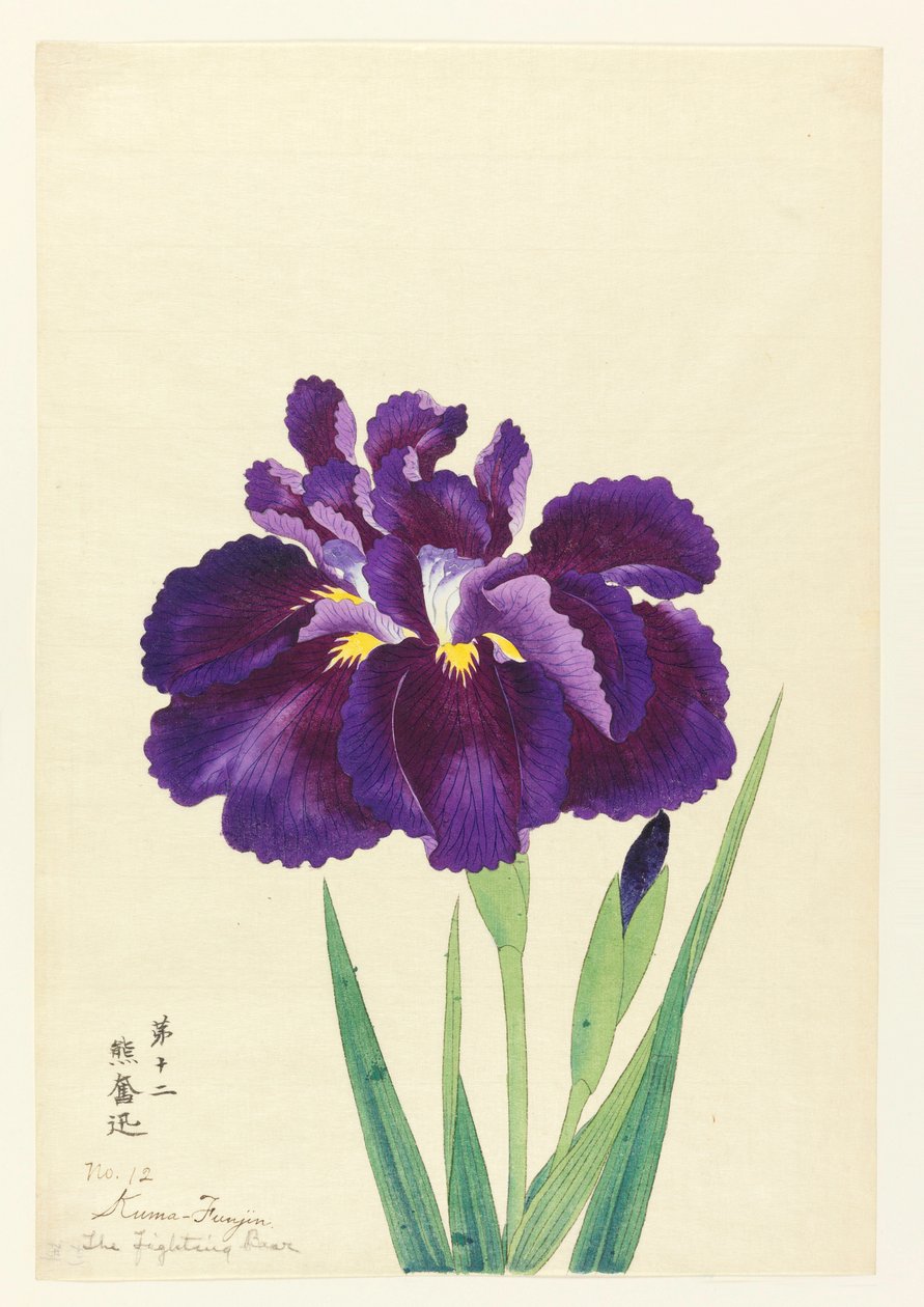Den Fighting Bjørn (Funjin), No. 12, ca. 1910 af Unbekannt