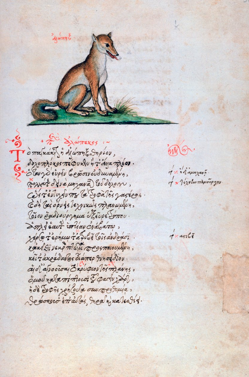 Ræven, 1564 af Unbekannt