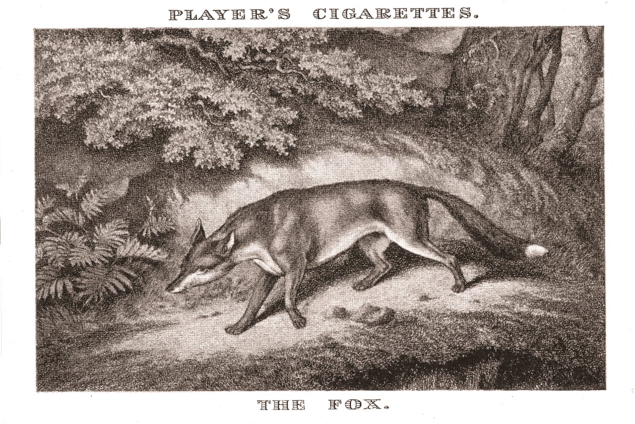 The Fox, 1924.  af Unbekannt