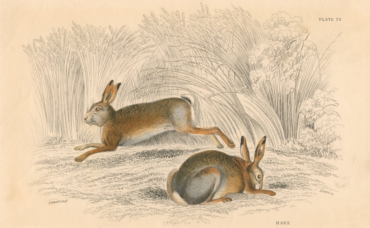 Haren Lepus europaeus, 1828 af Unbekannt