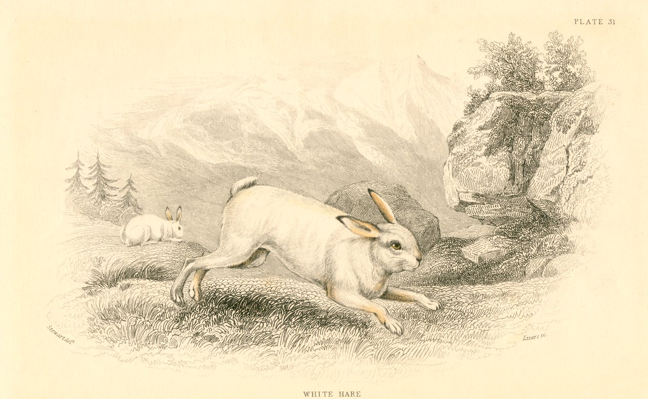 Haren Lepus europaeus, 1828 af Unbekannt