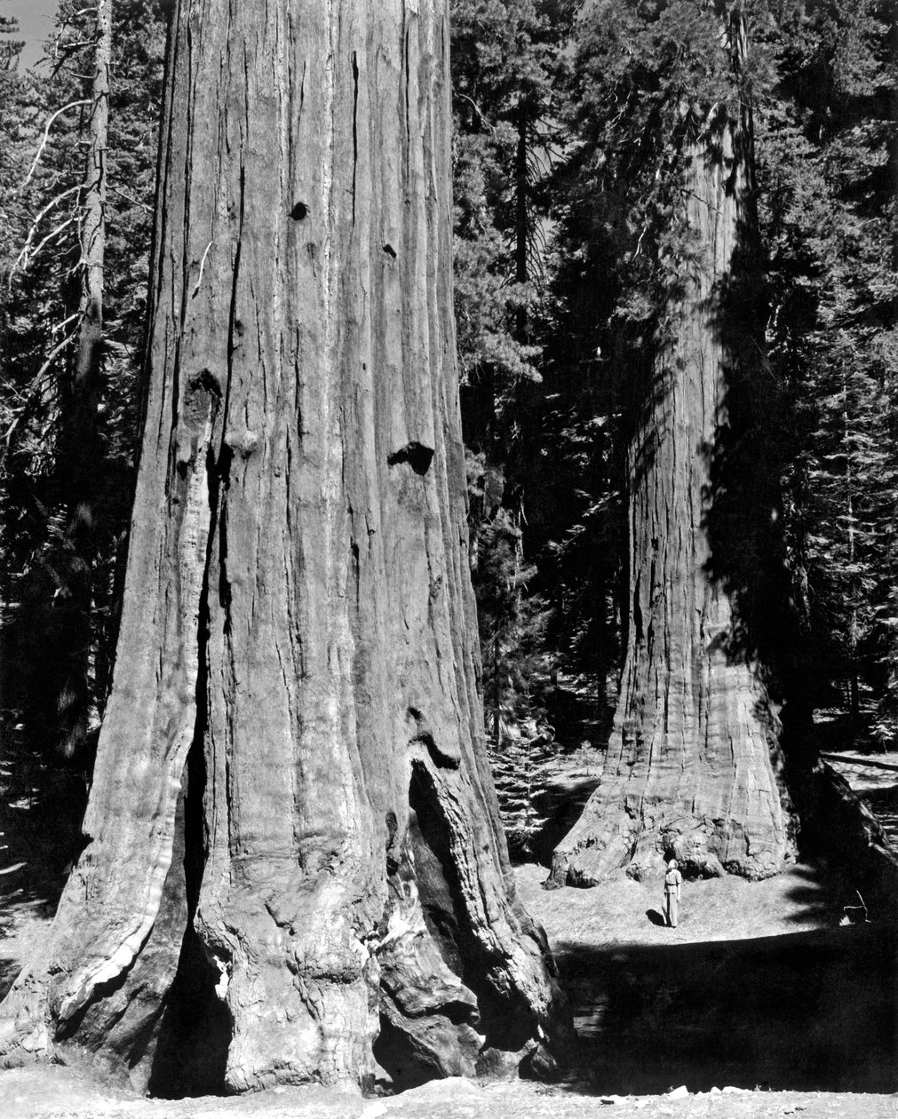 Mariposa Grove i Yosemite (s/h foto) af Unbekannt
