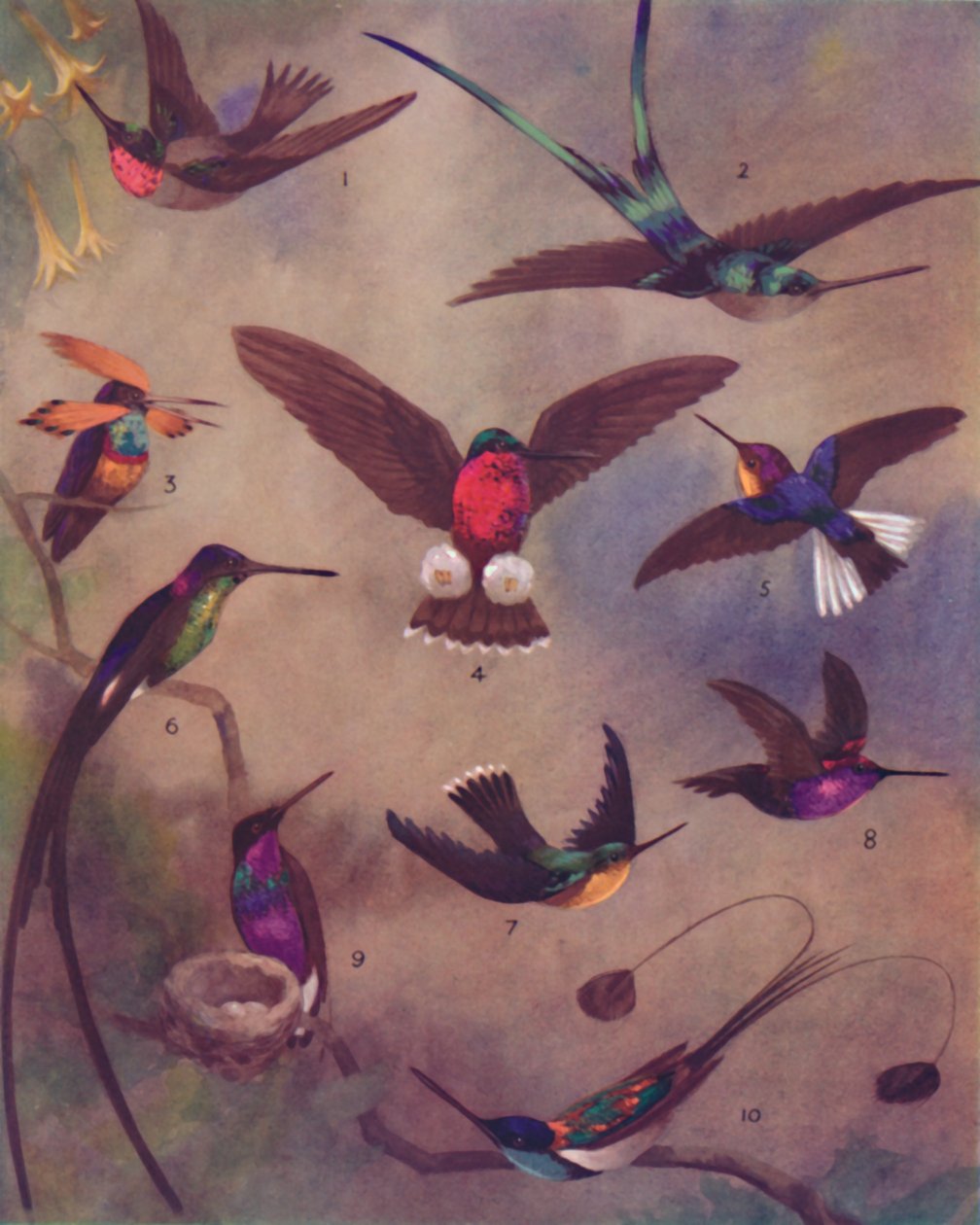 The Marvelous Color of Humming-Birds, 1935 af Unbekannt