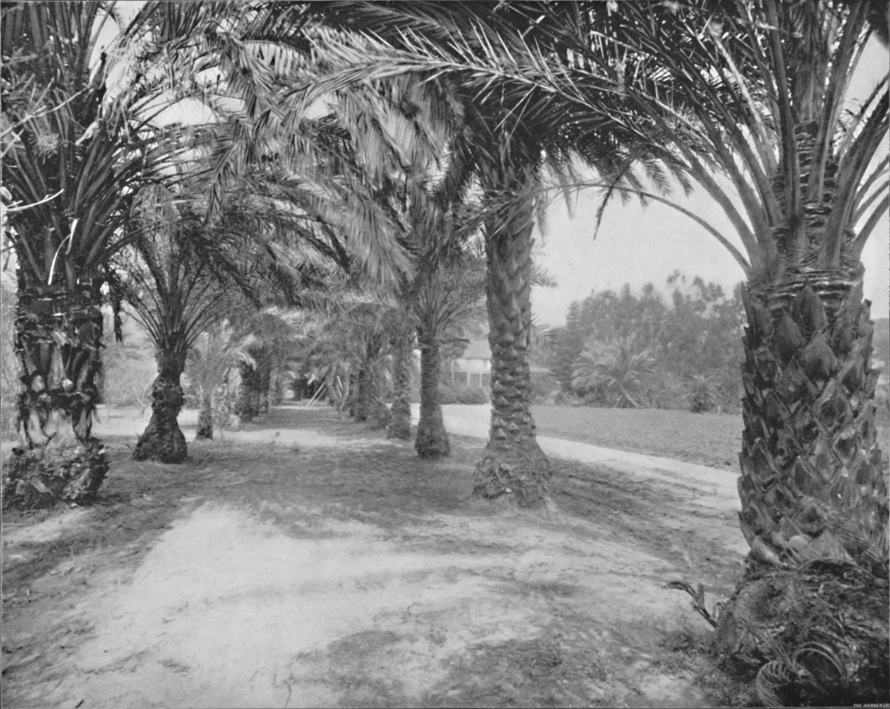 The Palms of Glenannie, Florida, 1800-tallet af Unbekannt
