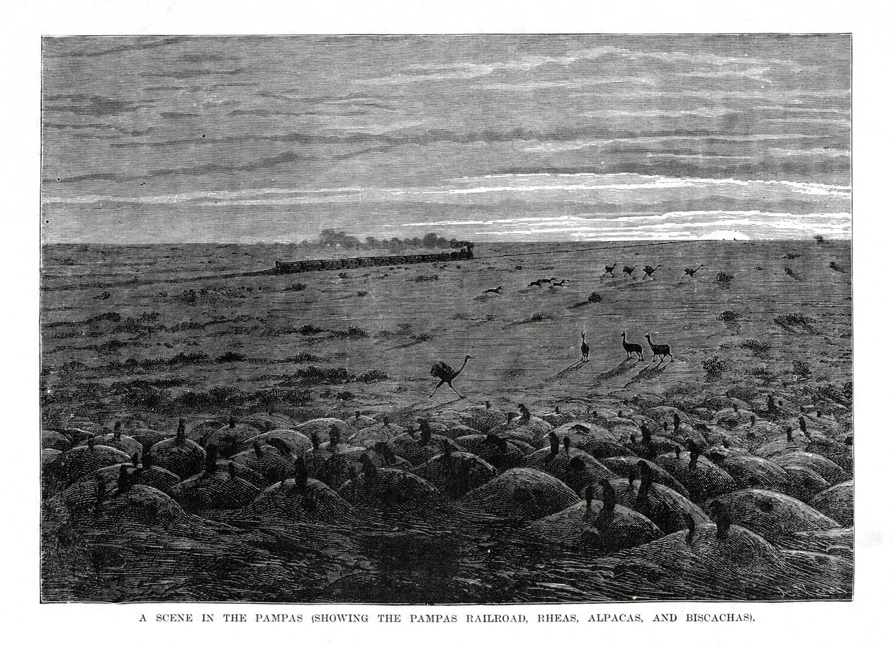Pampas-jernbanen, Sydamerikansk lavland, 1877 af Unbekannt