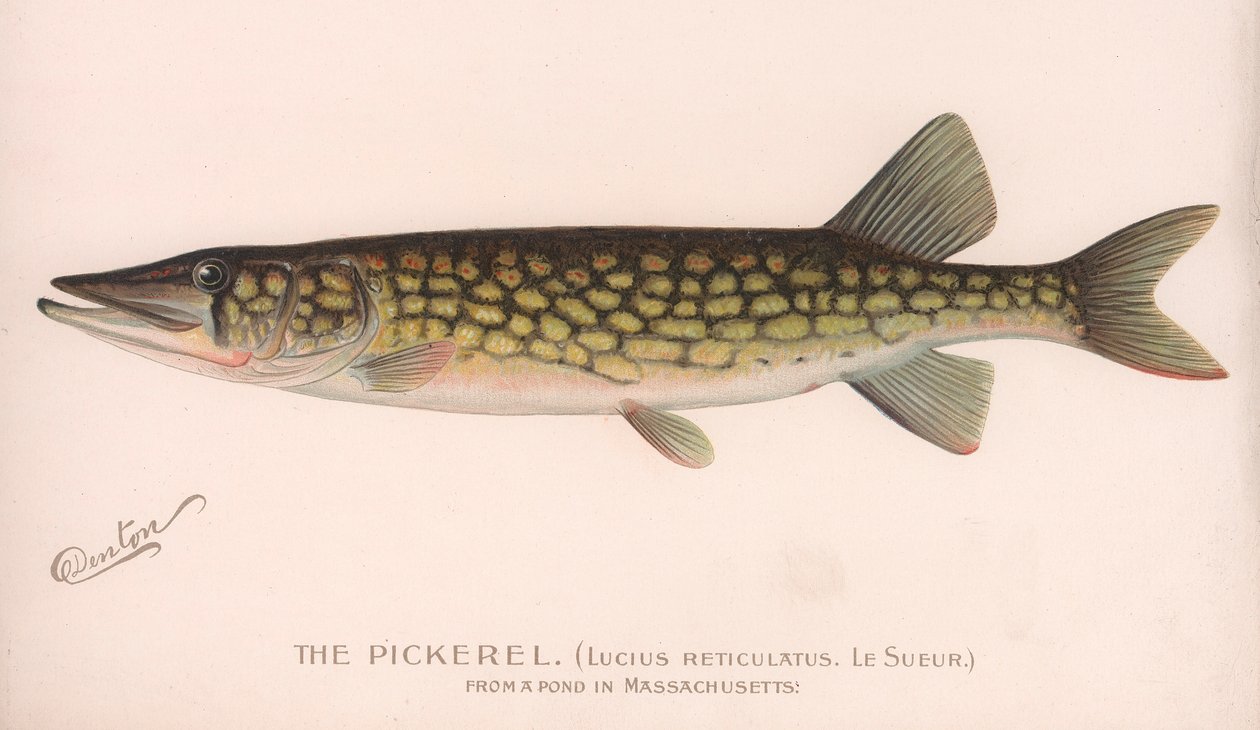 Pickerel Lucius Reticulatus. Le Sueur., ca. 1920