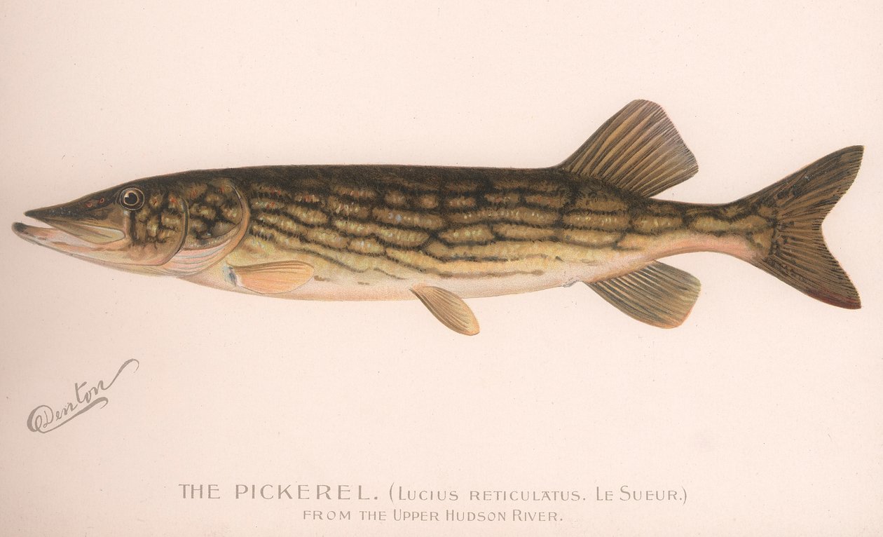 Pickerel Lucius Reticulatus. Le Sueur, ca. 1920