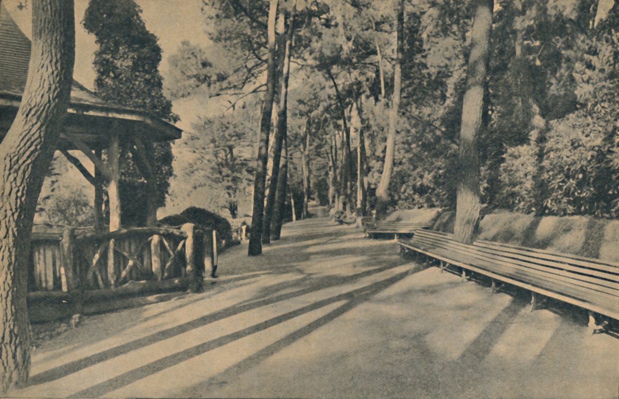 Fyrretræet, 1929 af Unbekannt