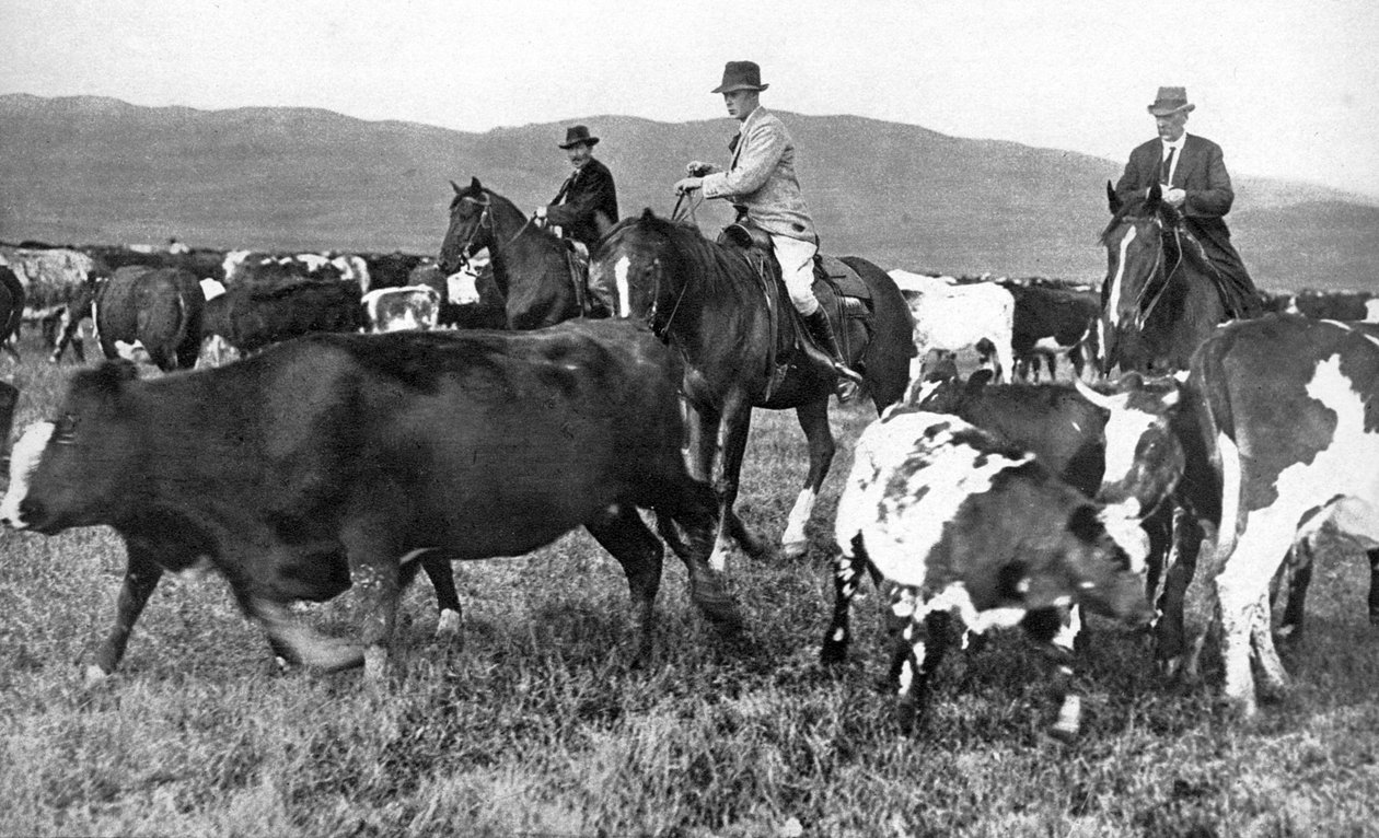 Prinsen af Wales samler kvæg i Alberta, Canada, omkring 1930