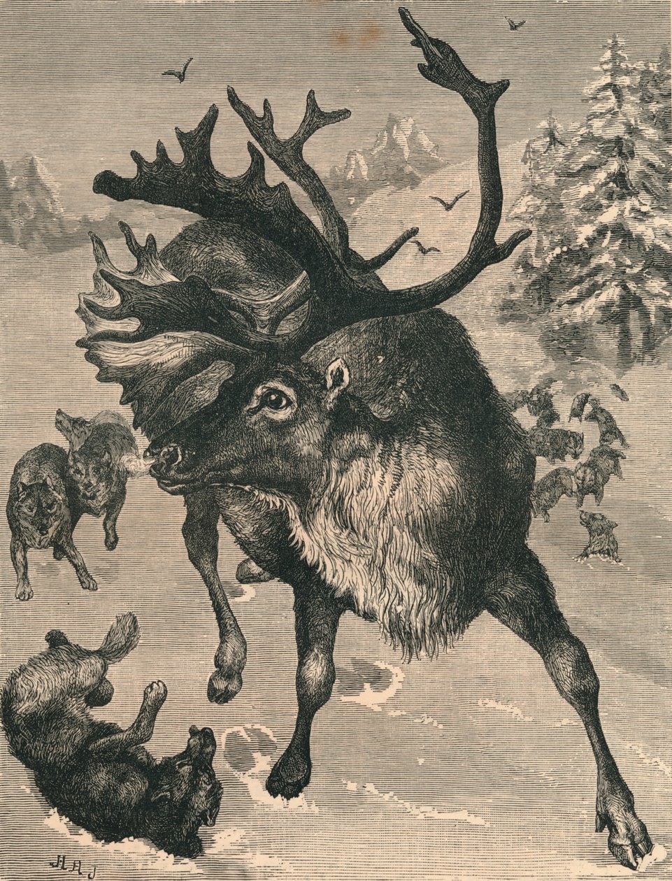 Rensdyret, c1800-tallet af Unbekannt