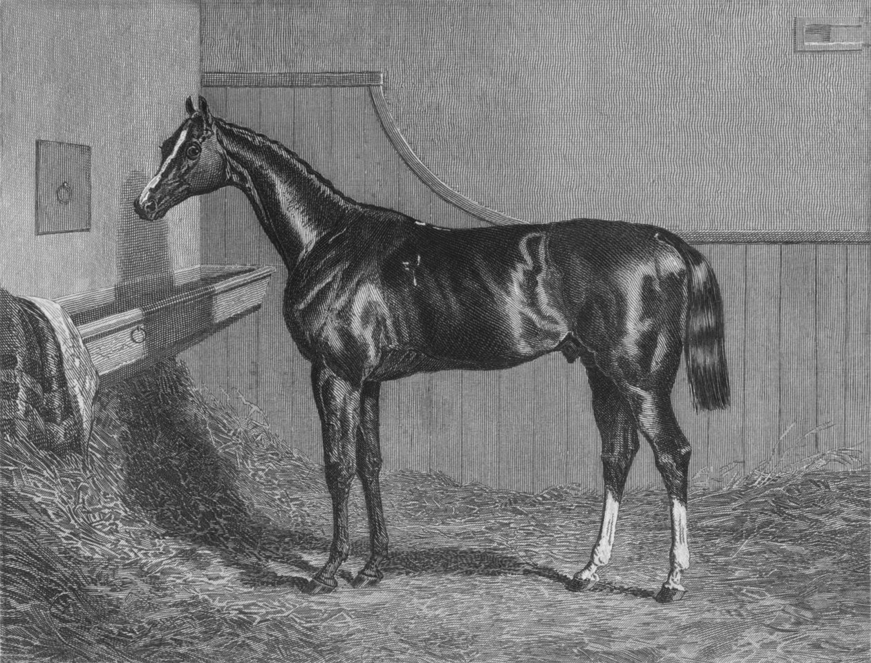 Den Rt. Hon. Jarlen af Lichfields Elis. Vinder af St. Leger 1836, 1911 af Unbekannt