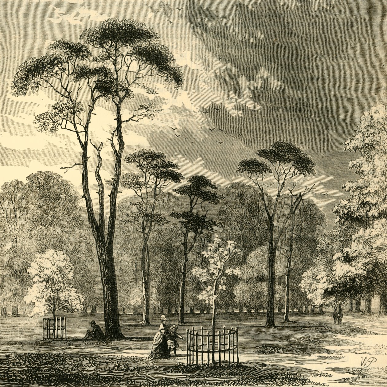 The Scotch Firs, Kensington Gardens, c1876. af Unbekannt
