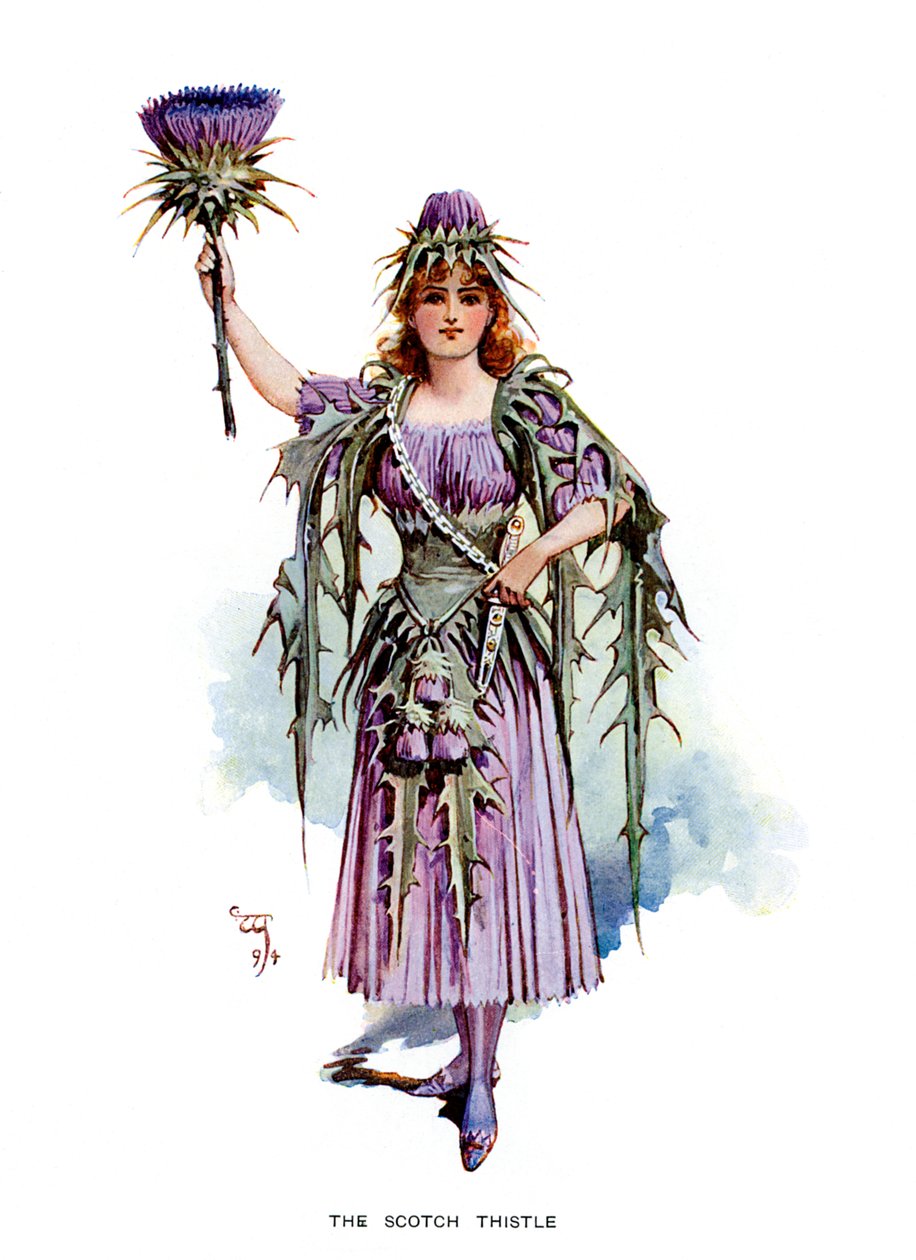 The Scotch Thistle, 1899 af Unbekannt