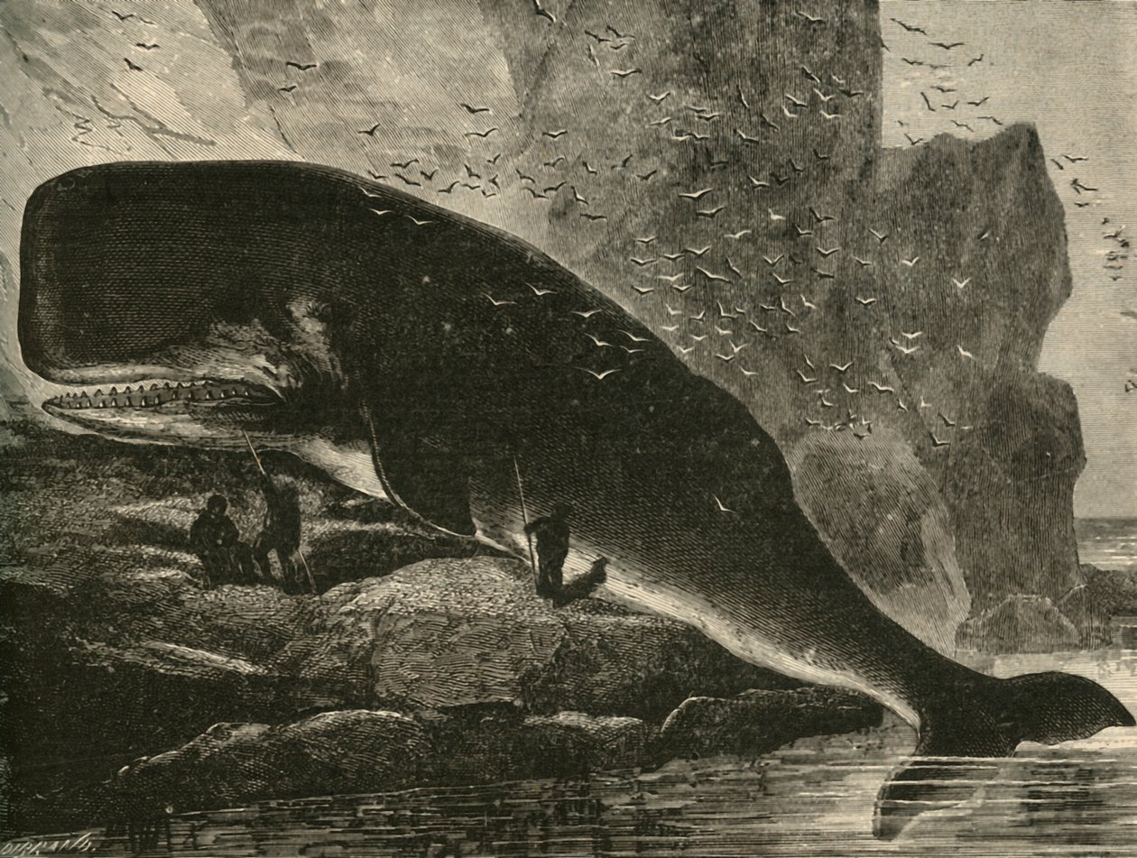 Sperm-Whale, 1882. af Unbekannt
