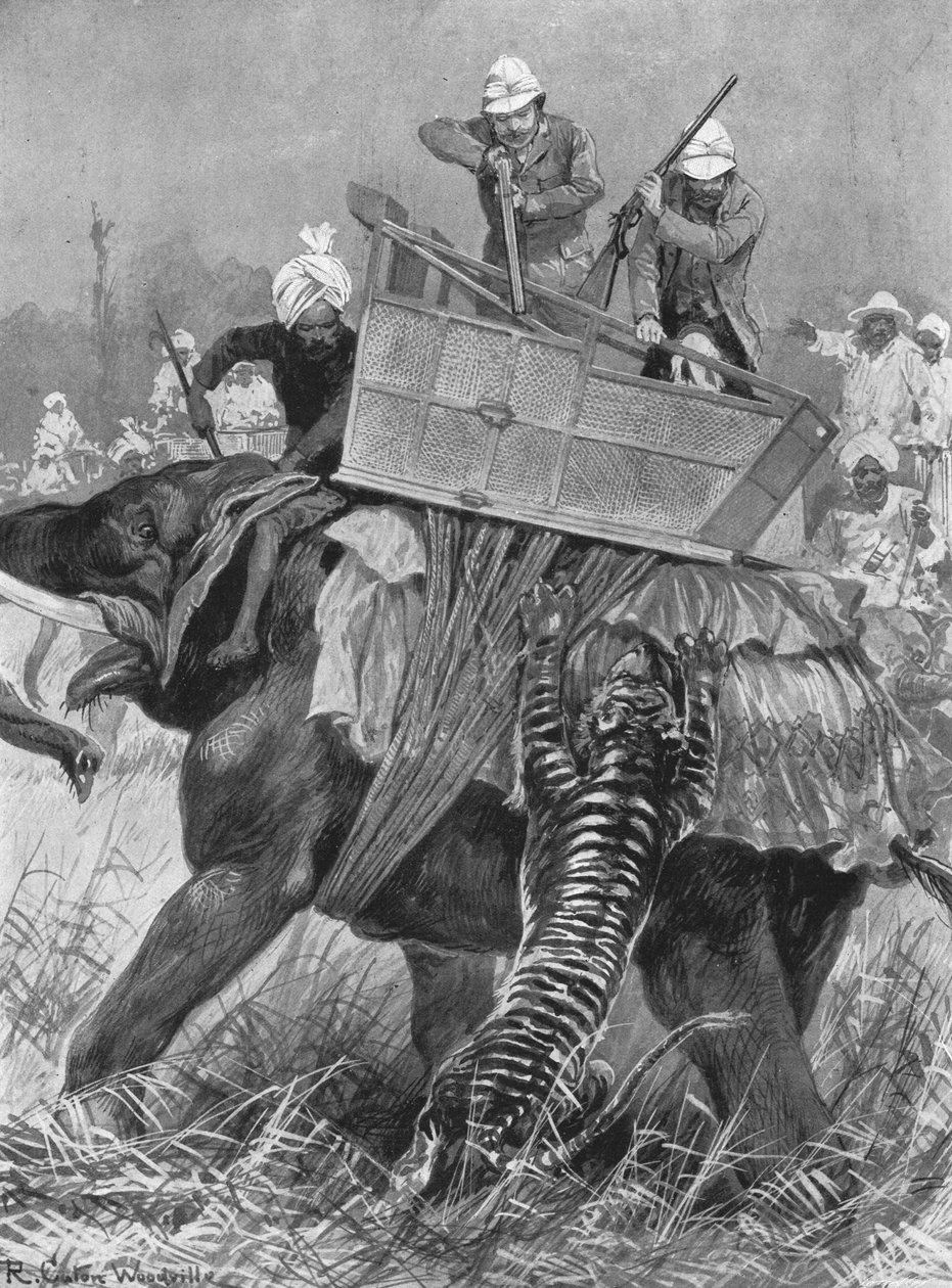 Prinsen af Wales besøg i Indien, 1876: Prinsens elefant angrebet af en tiger, 1901. af Unbekannt