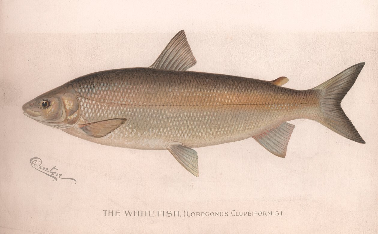 Den hvide fisk Coregonus Clupeiformis, ca. 1920