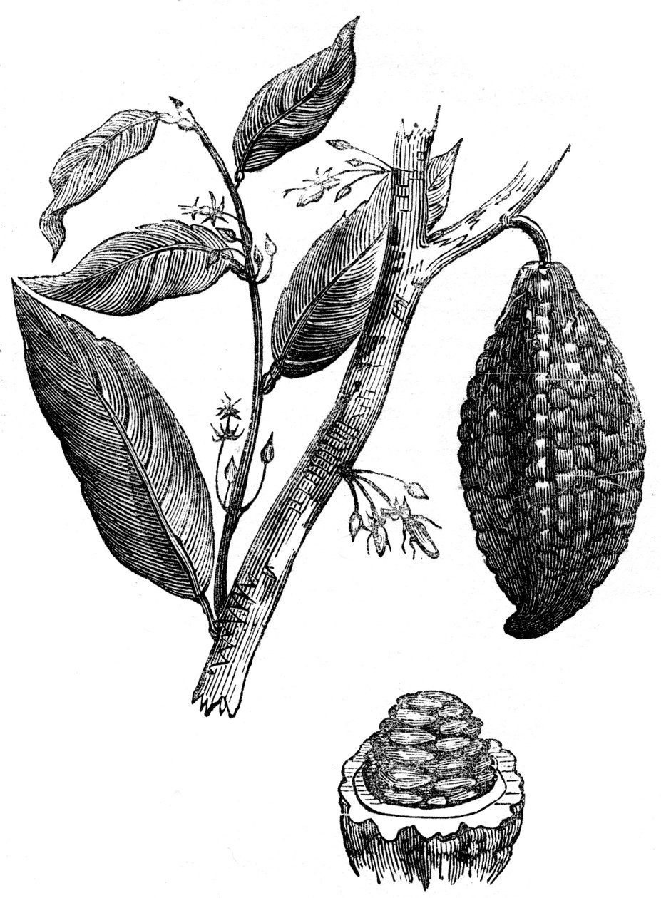 Chokoladenøddetræet, 1886 af Unbekannt