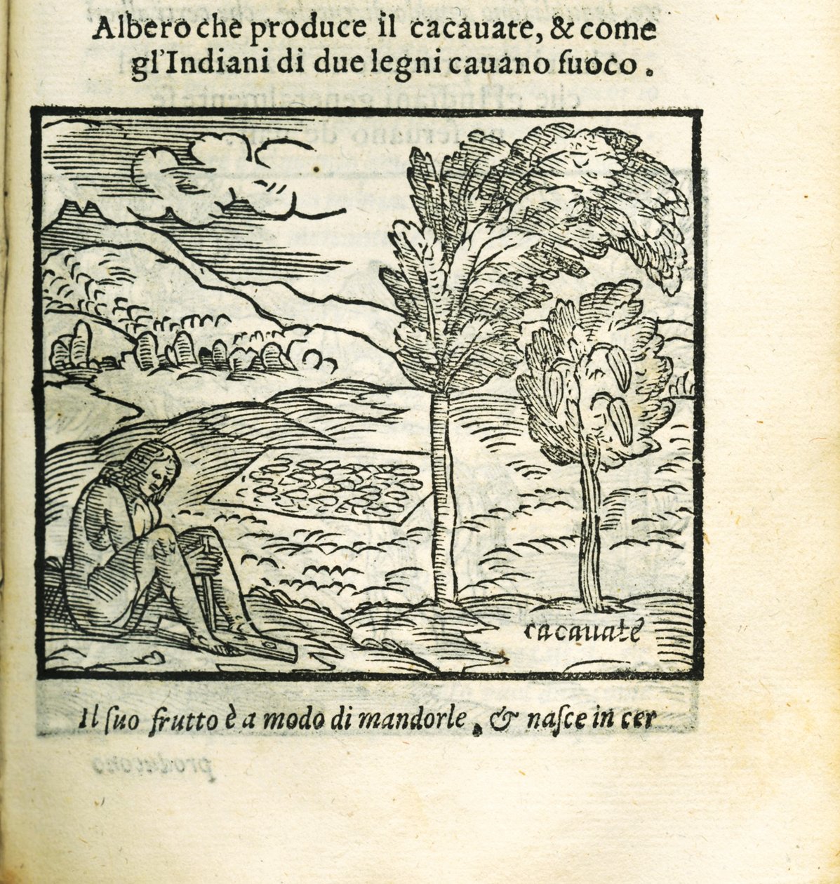 Kakaotræet. Fra Historia del Mondo Nuovo af Girolamo Benzoni, 1563. af Unbekannt