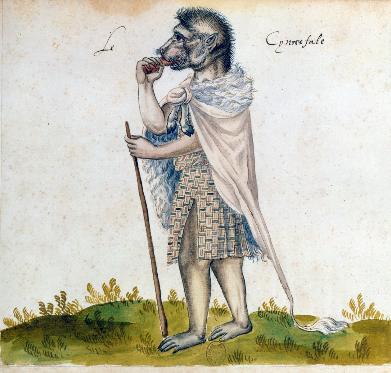 Cynocephalus, 1400-tallet af Unbekannt