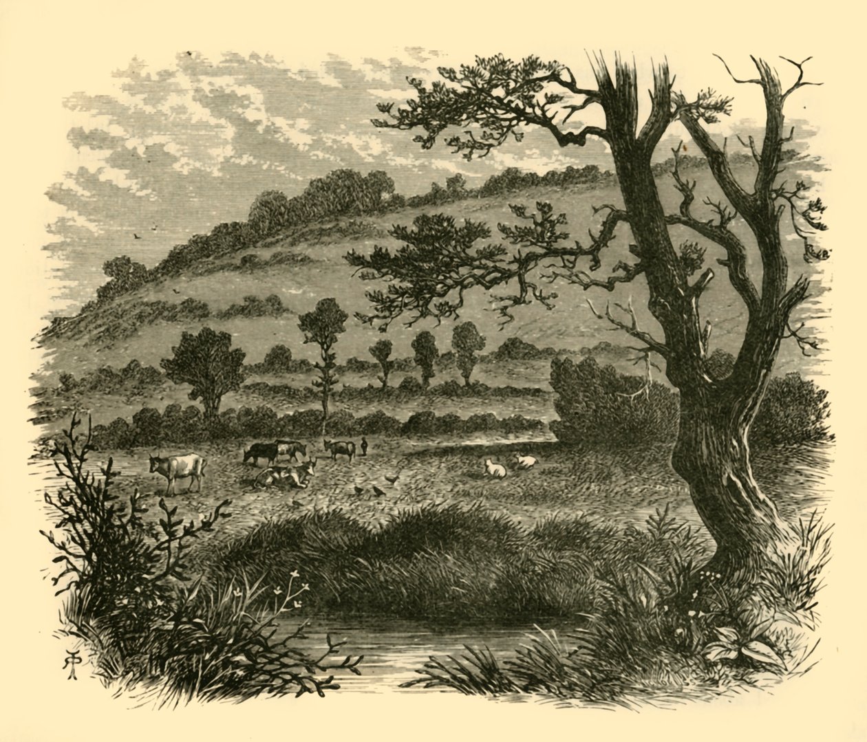 Thistledon, 1898. af Unbekannt